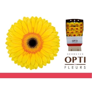 Gerbera Apollo Diamond