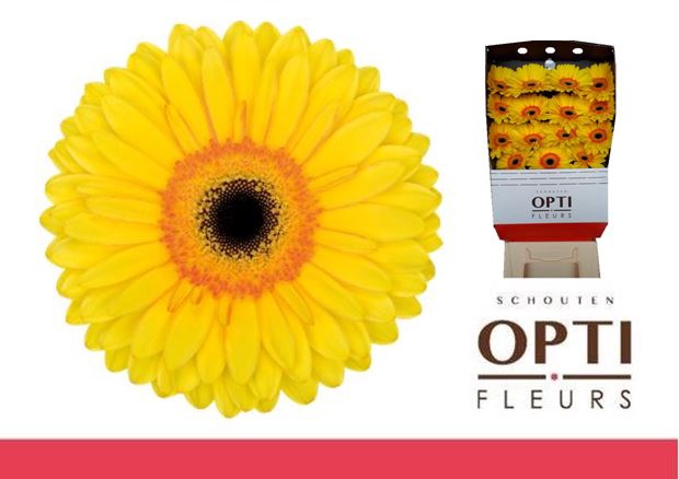 <h4>Gerbera Apollo Diamond</h4>