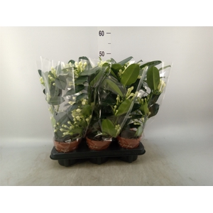 Stephanotis floribunda   ...