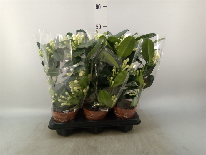<h4>Stephanotis floribunda   ...</h4>