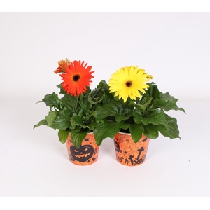 Gerbera geel en oranje 2+ in beker halloween