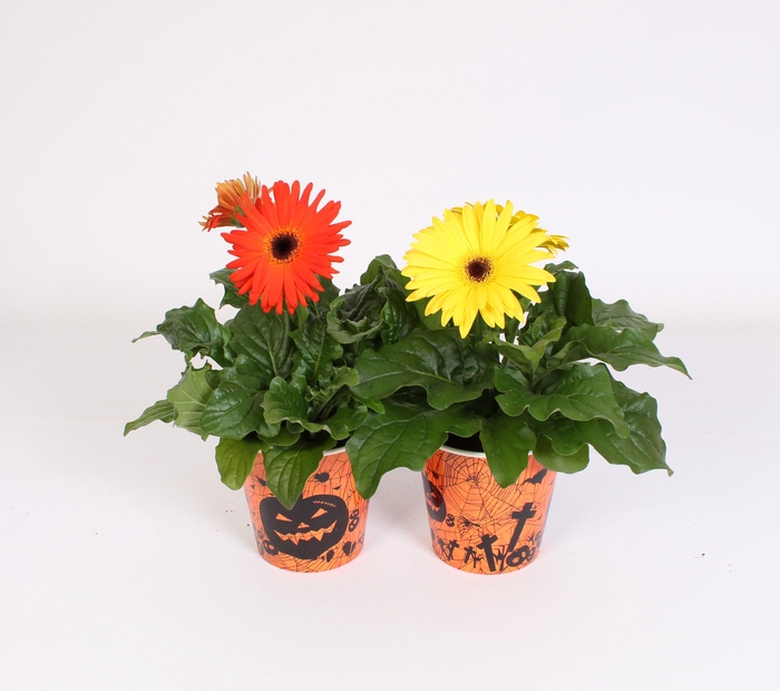 <h4>Gerbera geel en oranje 2+ in beker halloween</h4>