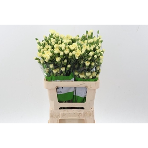 Di Tr Xanthe Yellow  x20