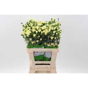 Di Tr Xanthe Yellow x20