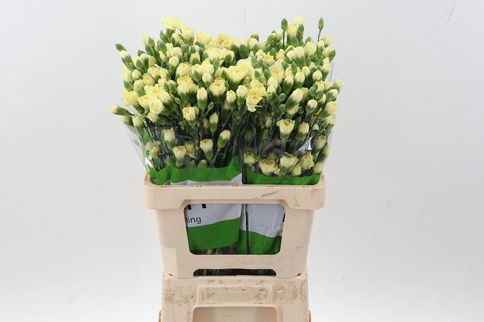 <h4>Di Tr Xanthe Yellow X20</h4>