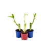 DRACENA LUCKY BAMBOO P06