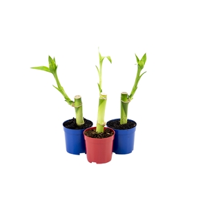 DRACENA LUCKY BAMBOO P06