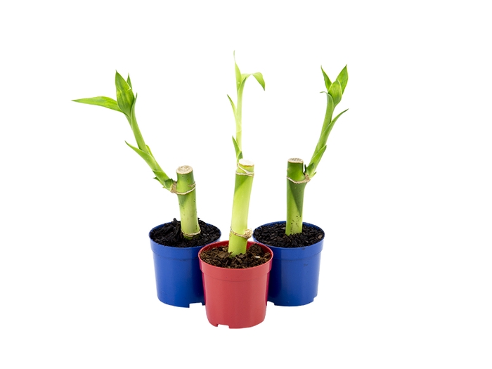 <h4>DRACENA LUCKY BAMBOO P06</h4>
