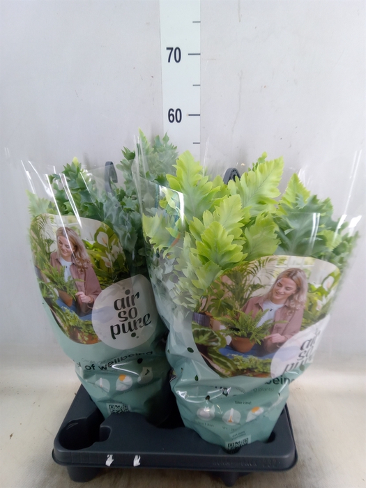 <h4>Phlebodium aureum 'Davana'</h4>