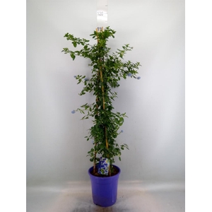 Ceanothus thyrsiflorus var. repens