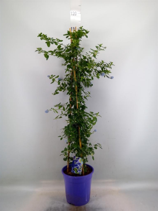 <h4>Ceanothus thyrsiflorus var. repens</h4>