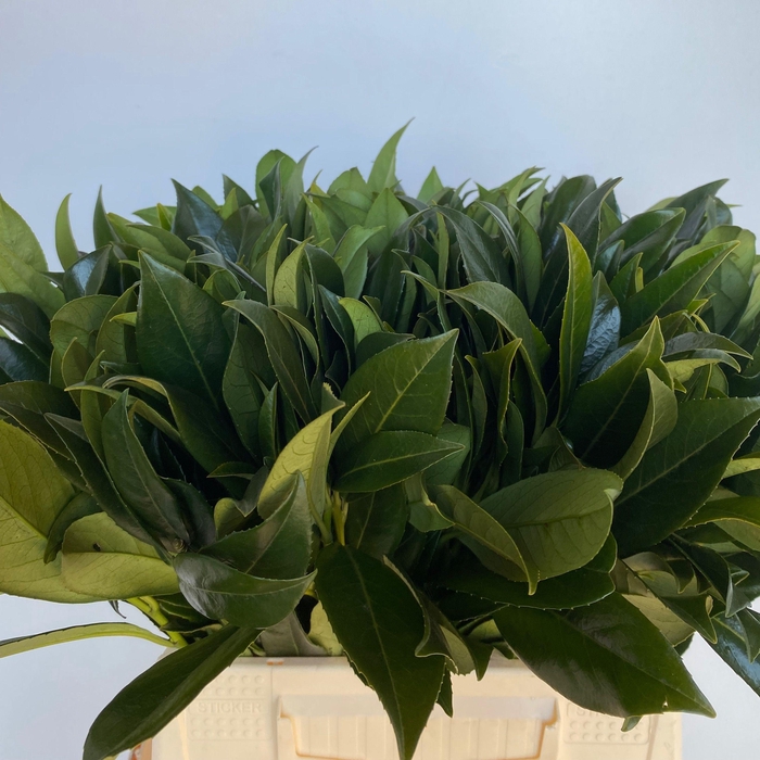 <h4>PRUNUS LAUROCERASUS</h4>