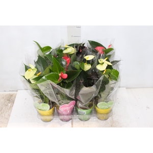 ANTHURIUM VARIADO P09