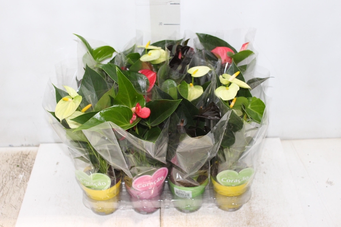 <h4>ANTHURIUM VARIADO P09</h4>