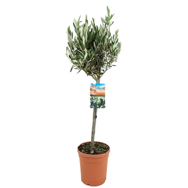 <h4>Olea europaea</h4>