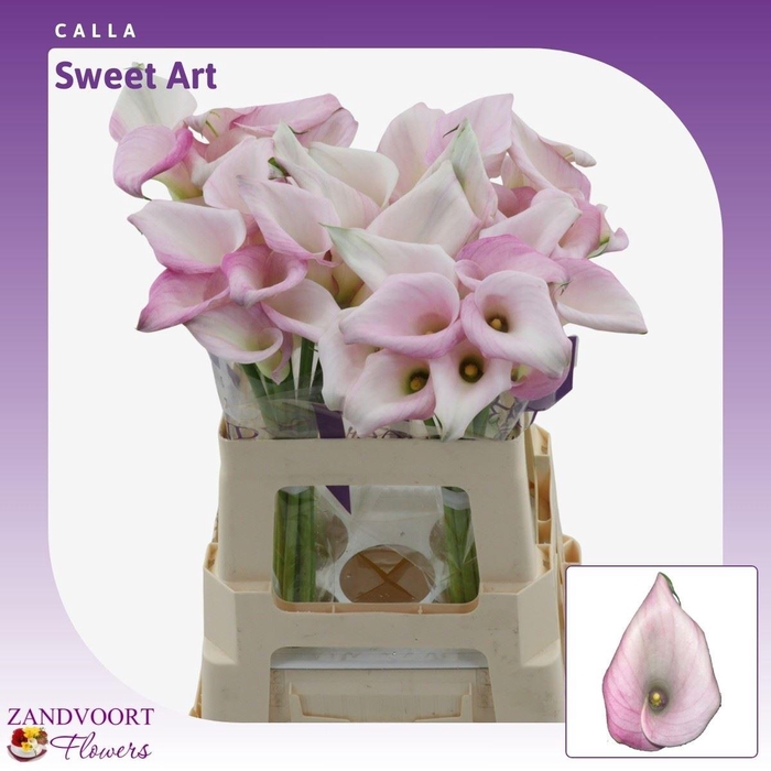 <h4>Calla Sweet Art</h4>