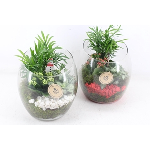 arr2 PL - Glas vaas samba 999/2 - rood/wit