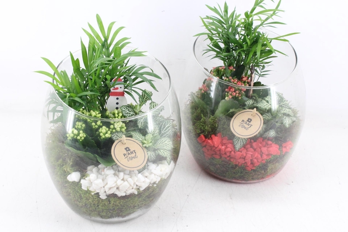 <h4>arr2 PL - Glas vaas samba 999/2 - rood/wit</h4>