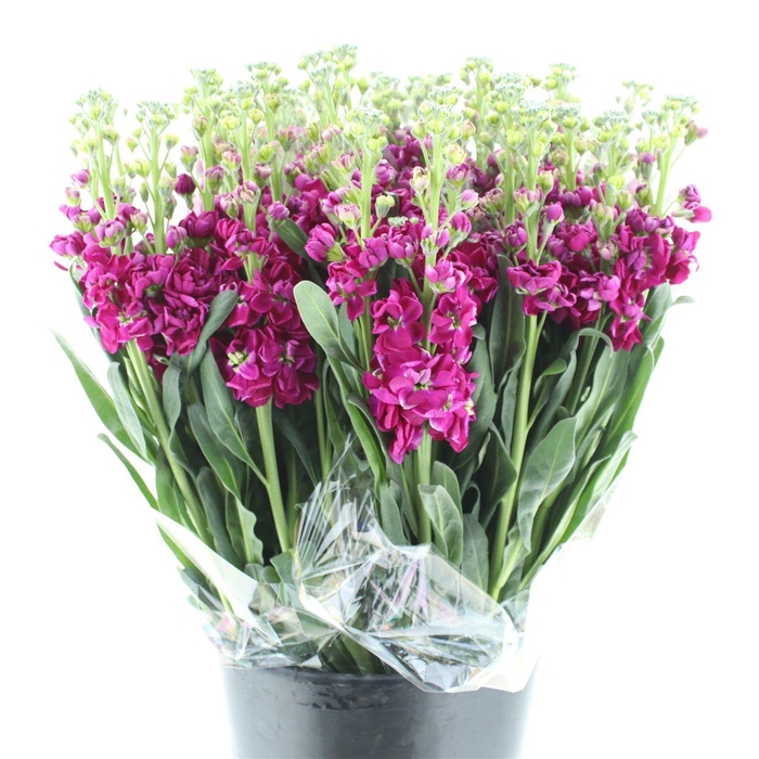 <h4>Matth Phant Red</h4>