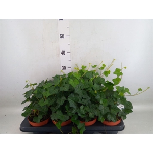 Hedera hibernica