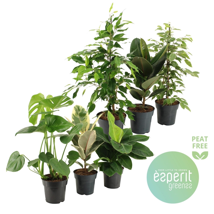 <h4>Groenmix Greenss 4-6 srt.</h4>