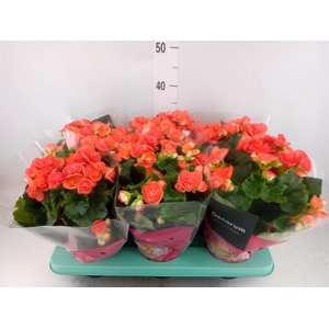 Begonia elat. DU 'Reina'