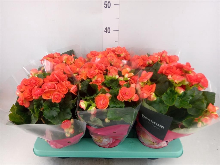 <h4>Begonia elat. DU 'Reina'</h4>