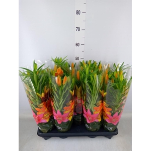 Lilium asia. 'Tiny Invader'