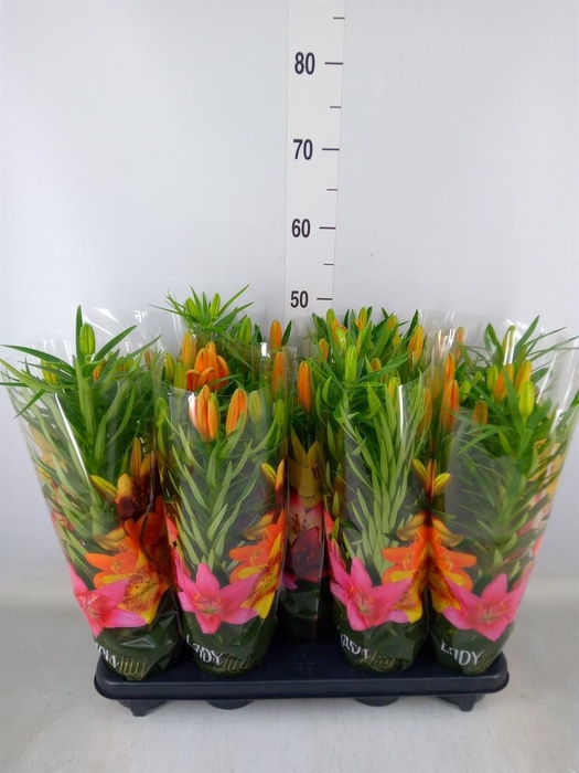 <h4>Lilium asia. 'Tiny Invader'</h4>