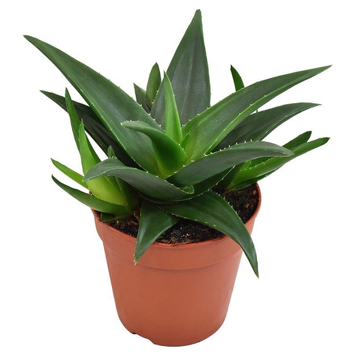 <h4>Haworthia pumila 'West Jogoo'</h4>