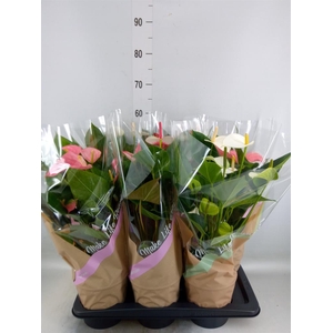 Anthurium   ...mix 4