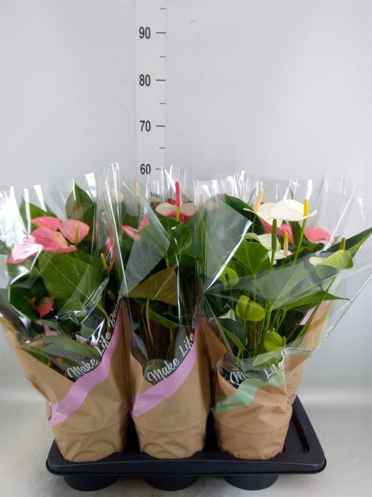 <h4>Anthurium   ...mix 4</h4>