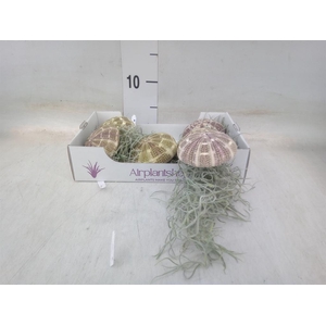 Tillandsia usneoides