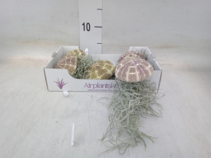 <h4>Tillandsia usneoides</h4>