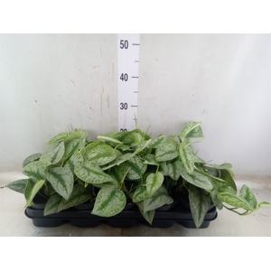 Scindapsus pictus 'Trebie'