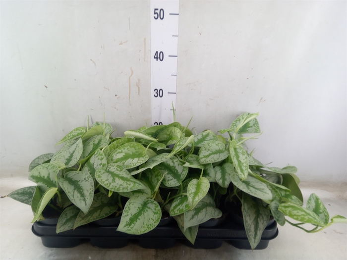 <h4>Scindapsus pictus 'Trebie'</h4>