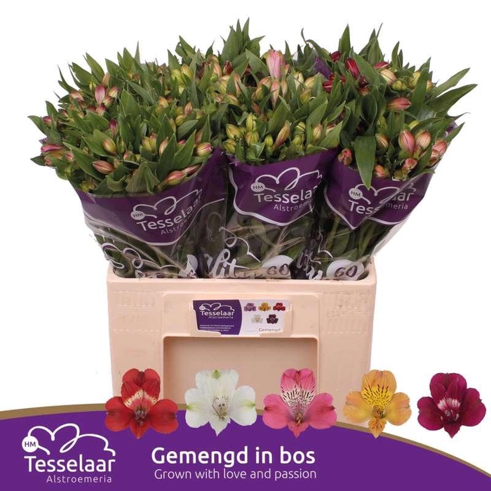 <h4>Alstroemeria Quality 60 Gemengd In De Emmer</h4>