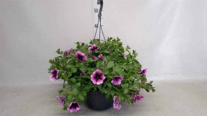 <h4>Petunia ...</h4>