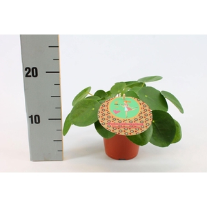 Pilea Peperomioides 12cm Nederlands etiket