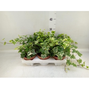 Hedera helix 'Tonny'