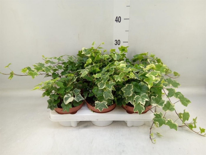 <h4>Hedera helix 'Tonny'</h4>
