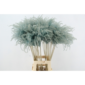 DF Miscanthus 90cm Light Blue