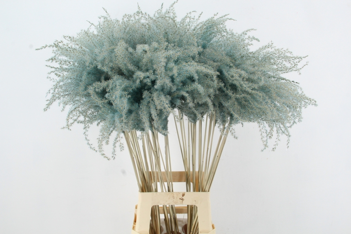 <h4>DF Miscanthus 90cm Light Blue</h4>