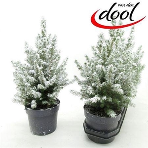 ** Picea Gl Conica Snow Autumn Promo *