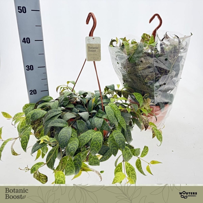 <h4>AESCHYN MARMORATUS</h4>