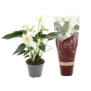 Anthurium Everest in Couture Diamond Line Purple sleeve