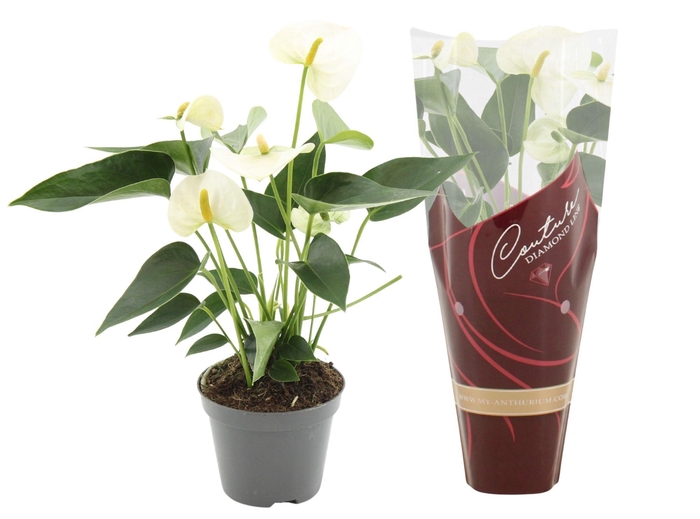 <h4>Anthurium Everest in Couture Diamond Line Purple sleeve</h4>