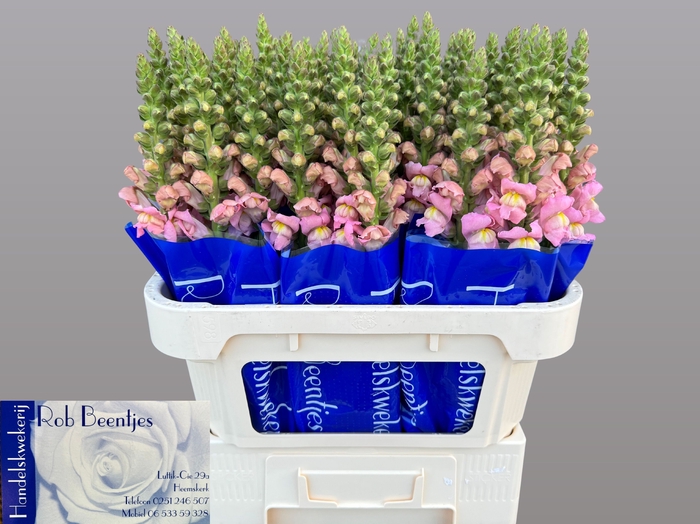 <h4>ANTIR ANTIBES PINK</h4>