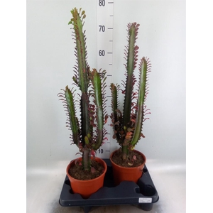 Euphorbia trigona 'Rubra'