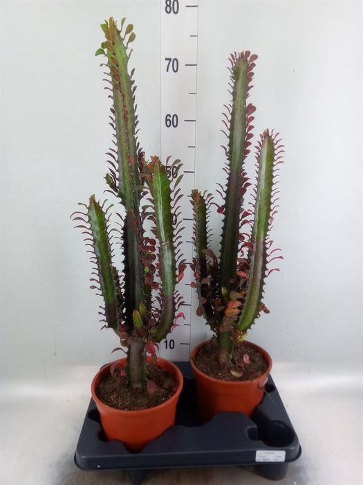 <h4>Euphorbia trigona 'Rubra'</h4>